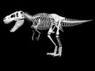 https://mito3dprint.nyc3.digitaloceanspaces.com/3dmodels/suggestions/category/dinosaur skeleton1.jpg